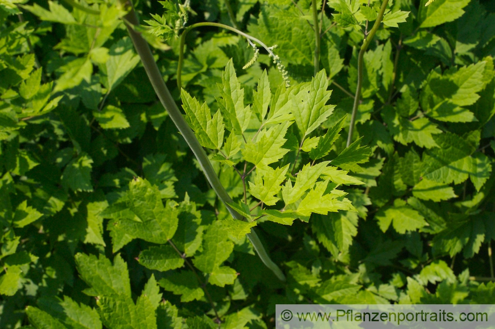 Cimicifuga racemosa Wanzenkraut Juli Silberkerze Black Snakeroot 3.jpg