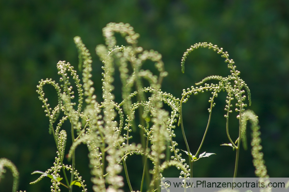 Cimicifuga racemosa Wanzenkraut Juli Silberkerze Black Snakeroot.jpg