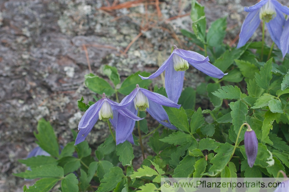 Clematis alpina  Alpenwaldrebe Alpine Clematis 2.jpg