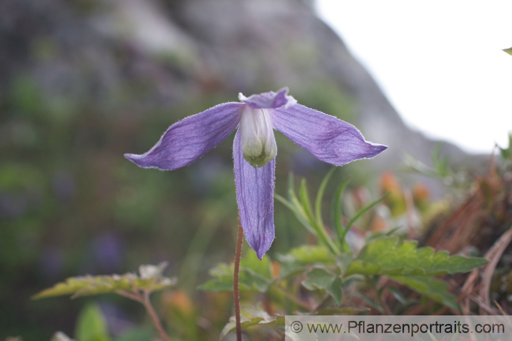 Clematis alpina  Alpenwaldrebe Alpine Clematis 3.jpg