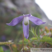 Clematis alpina  Alpenwaldrebe Alpine Clematis 3.jpg