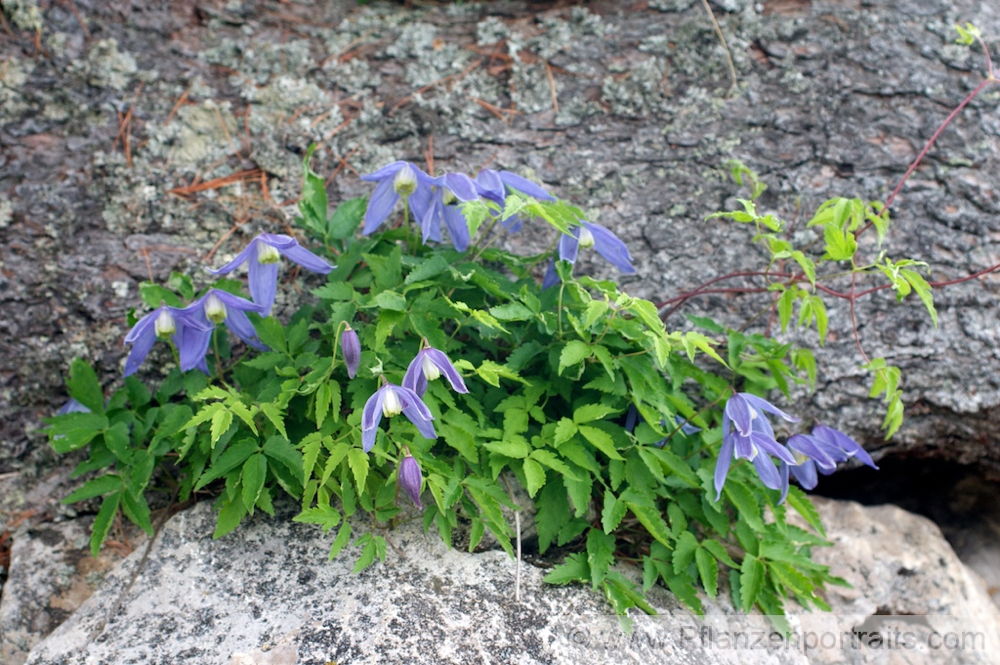 Clematis alpina  Alpenwaldrebe Alpine Clematis 4.jpg