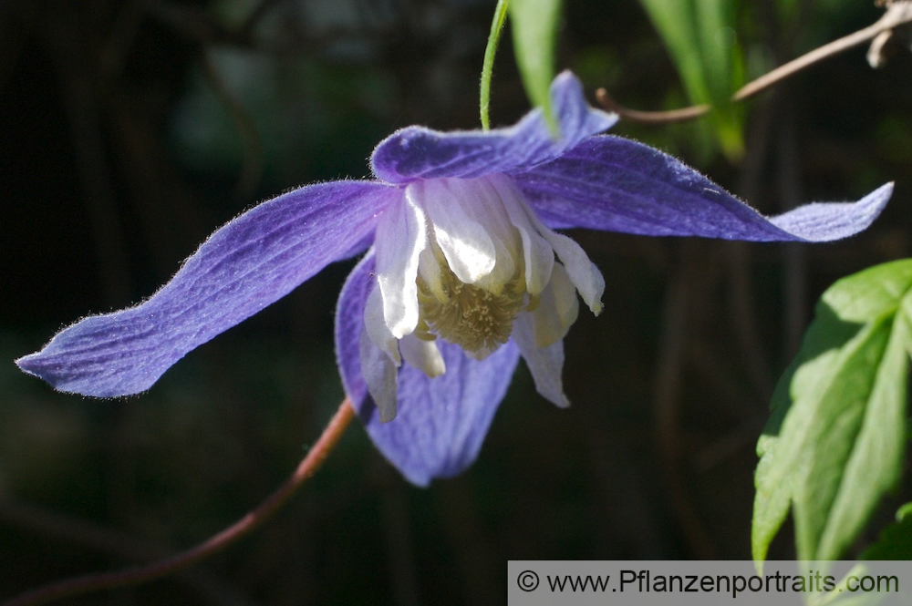 Clematis alpina  Alpenwaldrebe Alpine Clematis 5.jpg