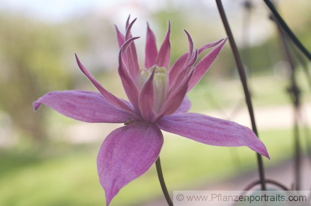 Clematis macropetala.jpg