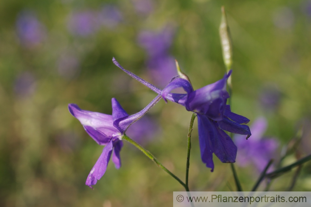 Consolida regalis Acker Rittersporn Field Larkspur 2.jpg