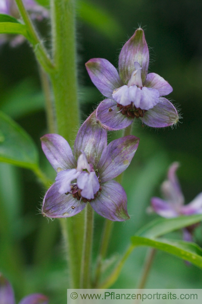 Delphinium staphisagria Stephanskraut Larkspur 6.jpg