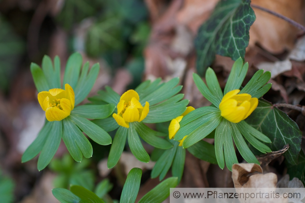 Eranthis hyemalis Kleiner Winterling Winter Aconite 2.jpg