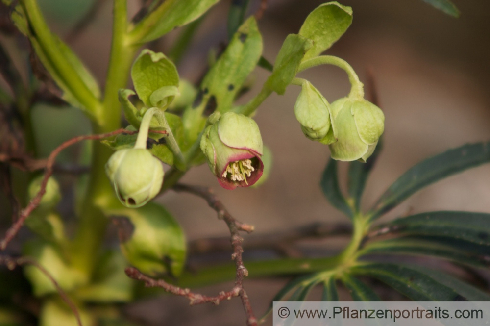 Helleborus foetidus Stinkende Nieswurz Bears foot.jpg