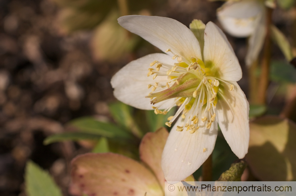 Helleborus niger Schwarze Christrose Nieswurz Christmas Rose 3.jpg