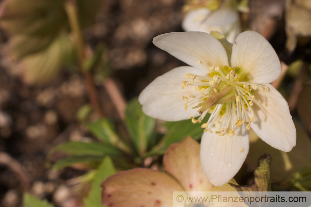 Helleborus niger Schwarze Christrose Nieswurz Christmas Rose.jpg