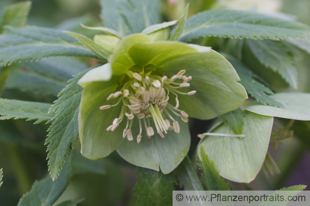 Helleborus viridis Gruene Nieswurz Green Hellebore 3.jpg