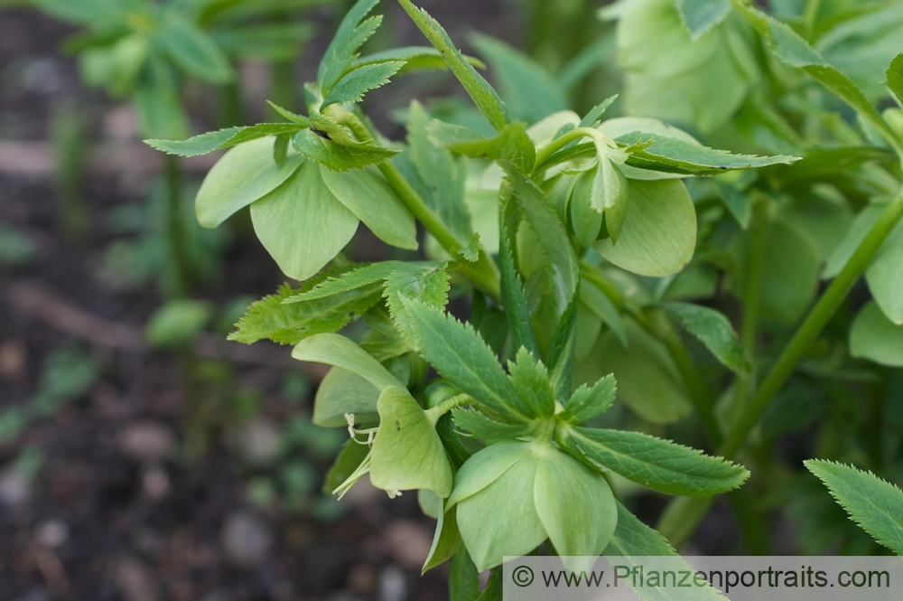 Helleborus viridis Gruene Nieswurz Green Hellebore.jpg