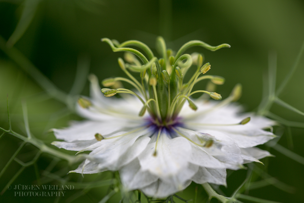 Nigella damascena Braut in Haaren Jungfer im Gruenen Love in a Mist. 3.jpg