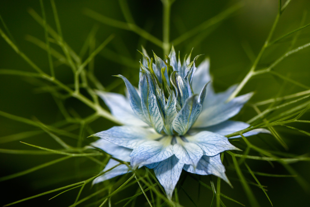 Nigella damascena Braut in Haaren Jungfer im Gruenen Love in a Mist.jpg