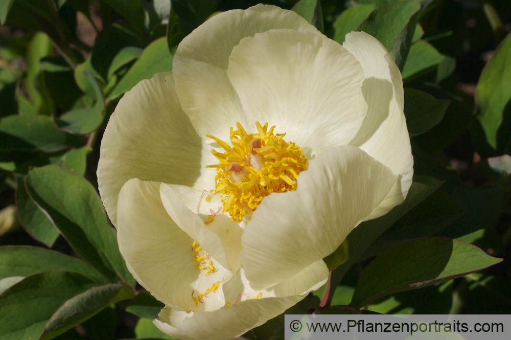 Paeonia daurica Gelbe Kaukasus Pfingstrose Peony.jpg