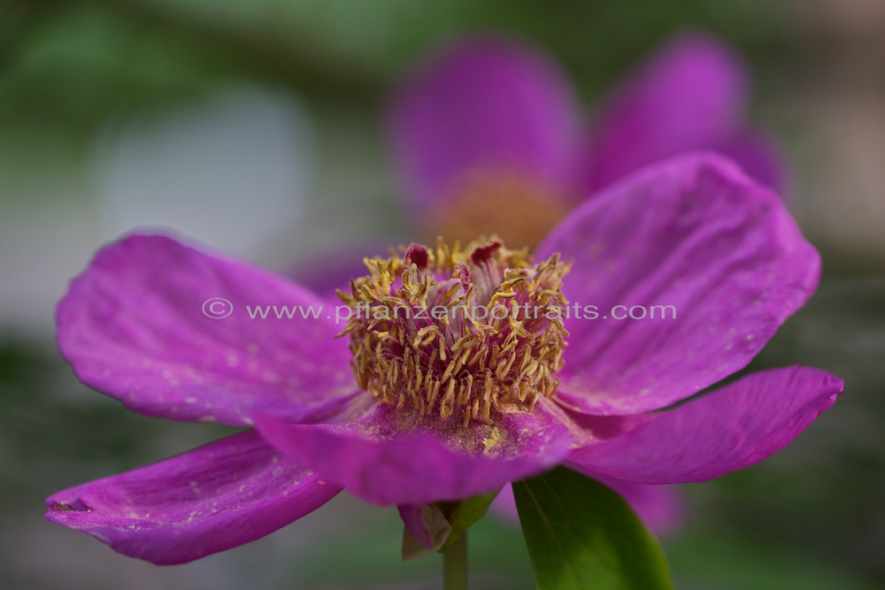 Paeonia daurica ssp coriifolia.jpg