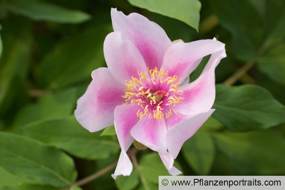 Paeonia kesrouanensis Syrien Pfingstrose.jpg