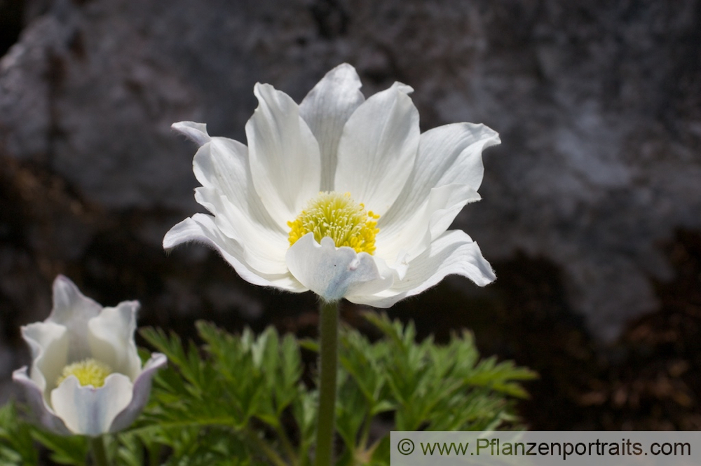 Pulsatilla alpina Alpen Kuechenschelle White Pasque flower.jpg