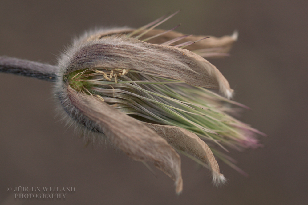 Pulsatilla vulgaris Echte Kuhschelle Pasque Flower 6.jpg