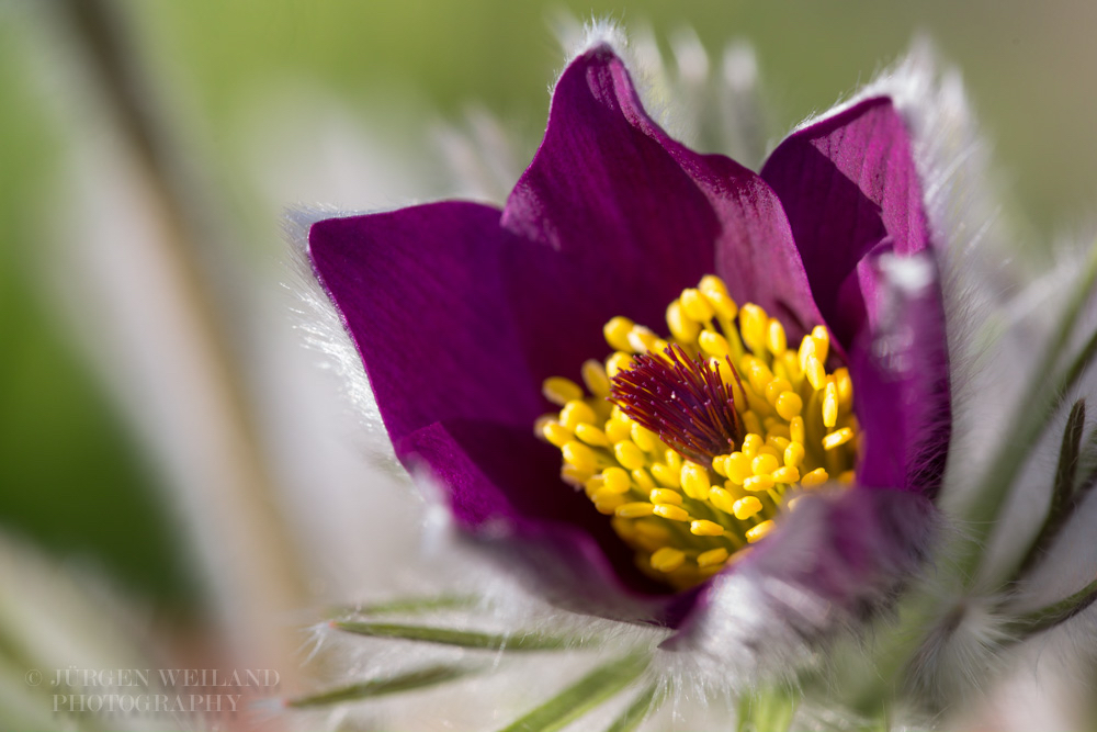 Pulsatilla vulgaris Echte Kuhschelle Pasque Flower 7.jpg