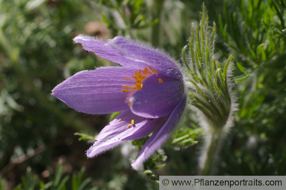 Pulsatilla vulgaris Echte Kuhschelle Pasque Flower.jpg