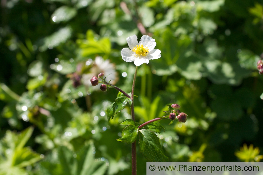 Ranunculus aconitifolius Eisenblättriger Hahnefuss Batchelors Buttons.jpg