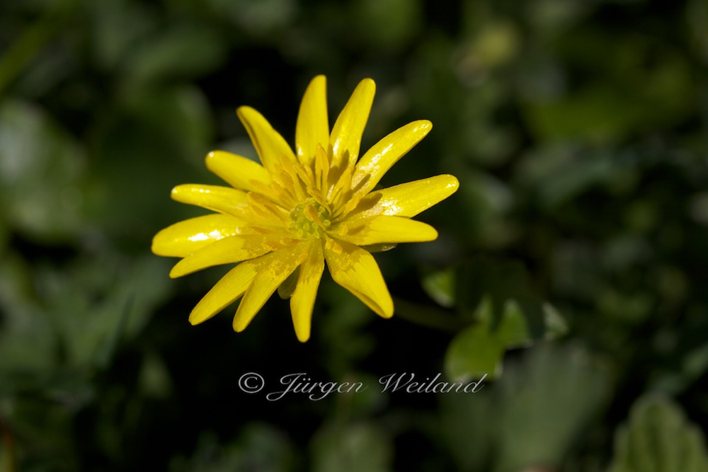 Ranunculus ficaria Scharbockskraut Feigwurz Lesser celandine 3.jpg