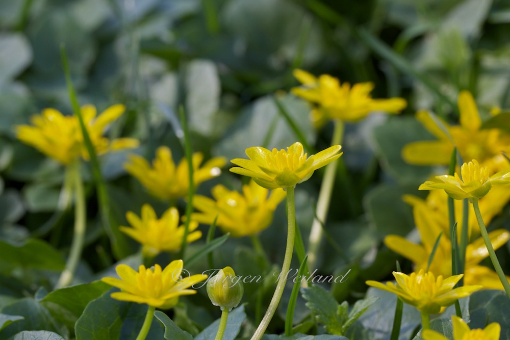 Ranunculus ficaria Scharbockskraut Feigwurz Lesser celandine.jpg