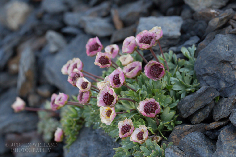 Ranunculus glacialis Gletscherhahnenfuss.jpg