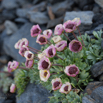 Ranunculus glacialis Gletscherhahnenfuss.jpg