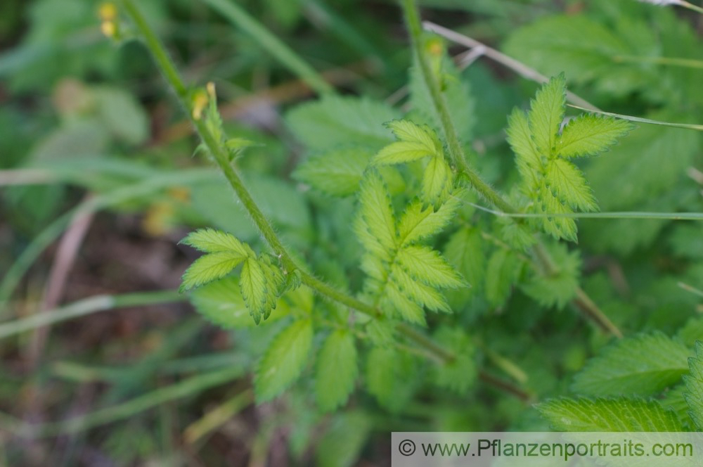 Agrimonia eupatoria Kleiner Odermennig Common agrimony 2.jpg