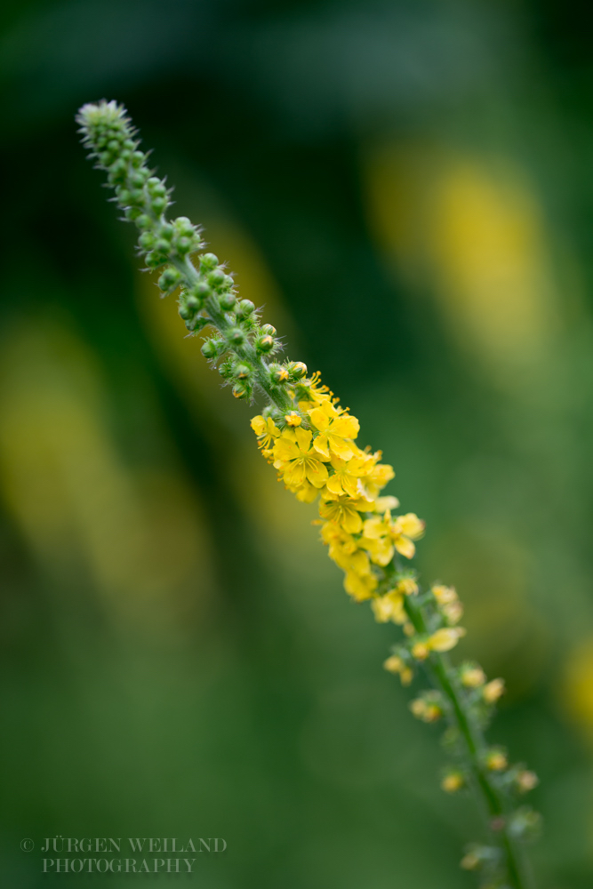 Agrimonia eupatoria Kleiner Odermennig Common agrimony.jpg