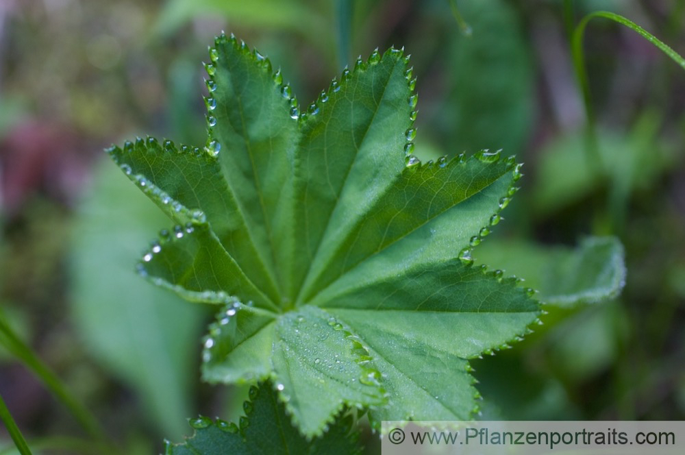 Alchemilla alpina Alpen Frauenmantel.jpg