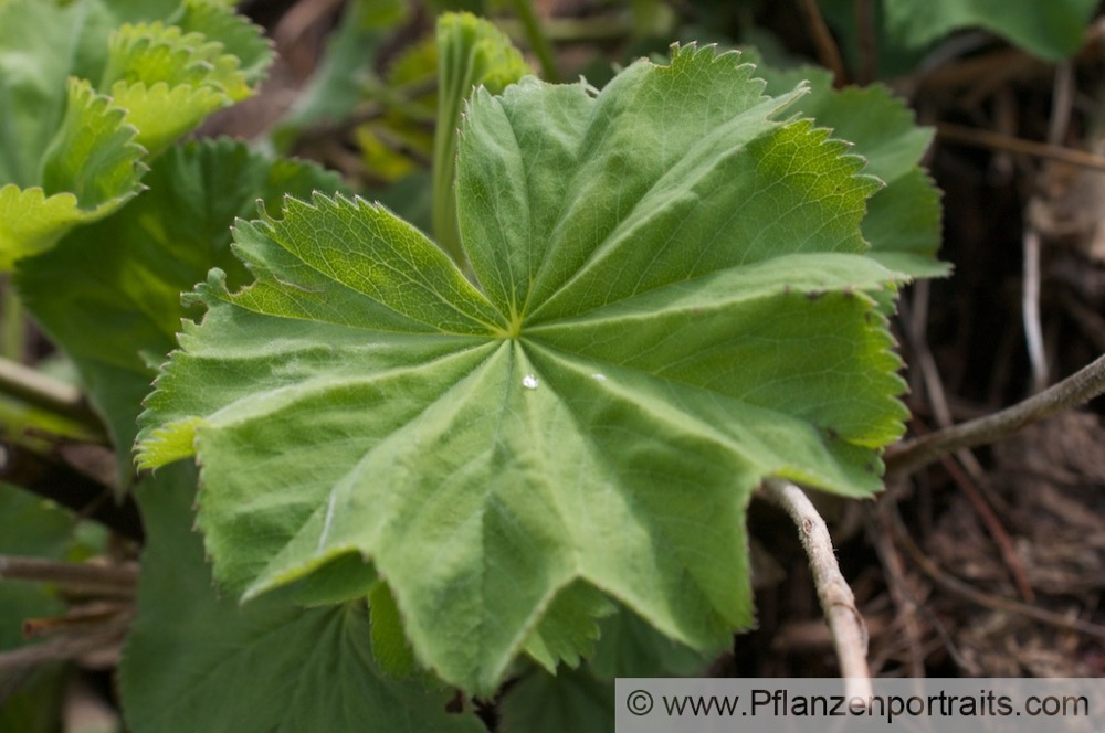 Alchemilla mollis Weicher Frauenmantel Ladys Mantle.jpg