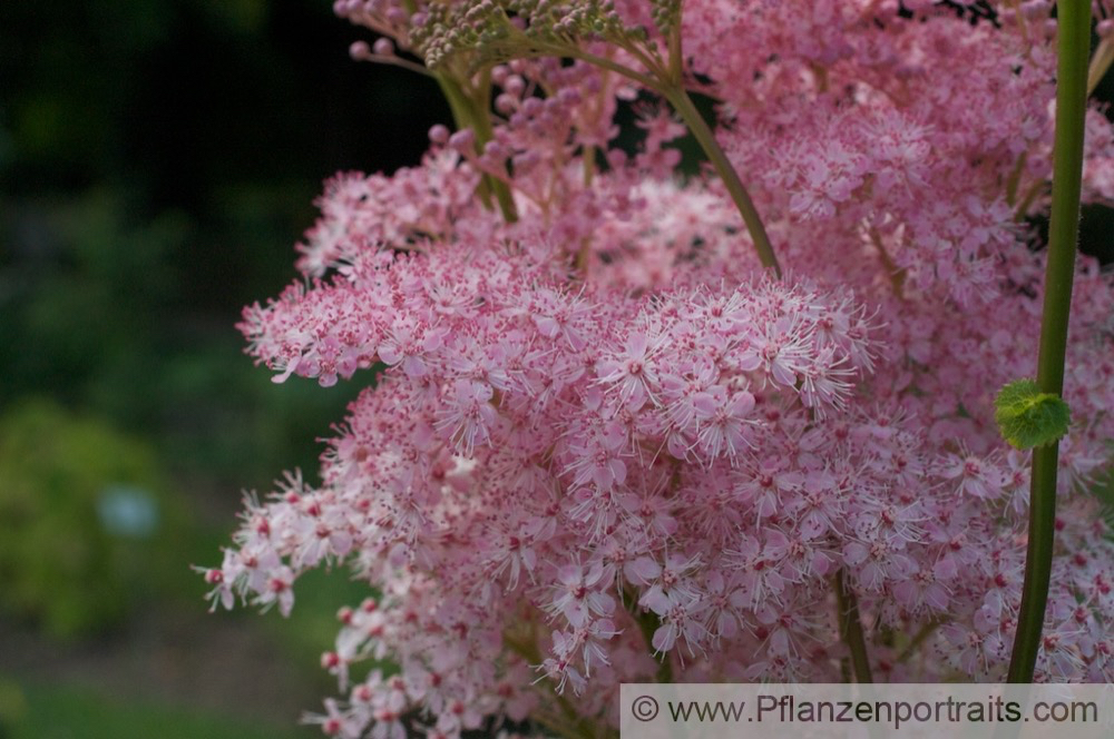 Filipendula rubra Maedesuess Queen of the Prairie.jpg