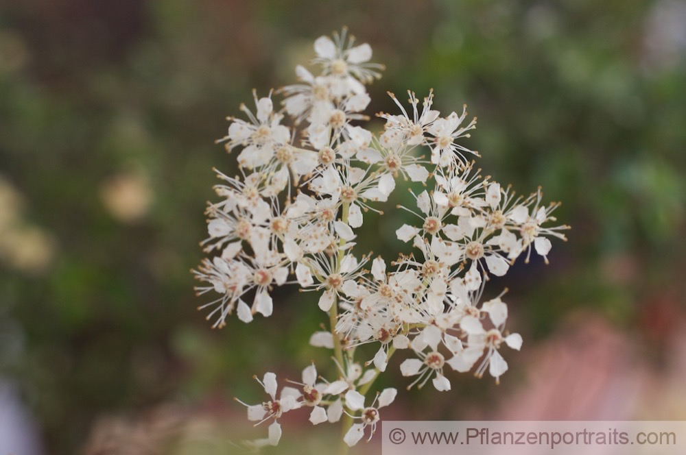 Filipendula ulmaria Echtes Maedesuess Meadow Sweet.jpg