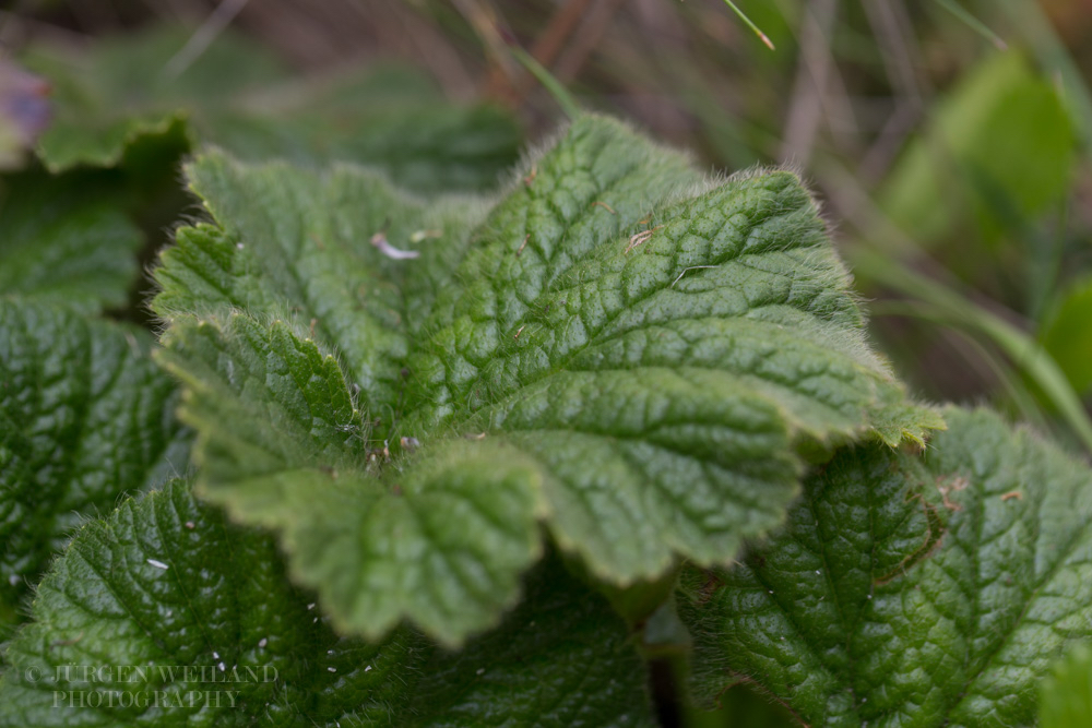 Geum capense 2.jpg