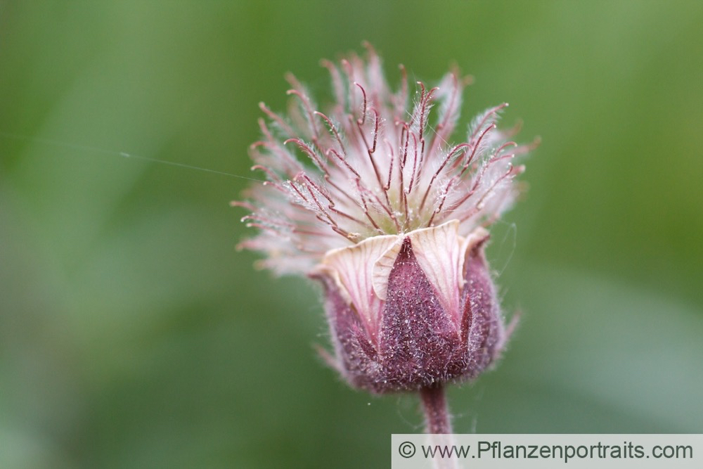 Geum rivale Bach Nelkenwurz Water avens 2.jpg