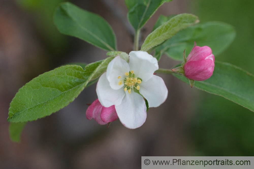 Malus Striped Beauty Zier Apfel  Apple.jpg