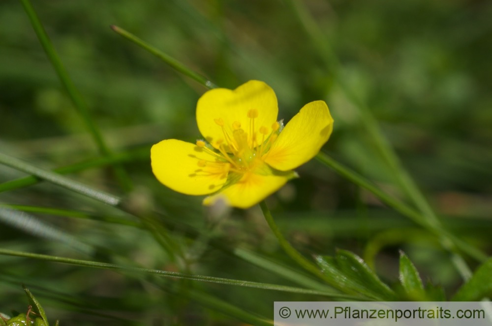 Potentilla erecta Aufrechtes Fingerkraut Blutwurz  Bloodroot Shepherds Knott 2.jpg