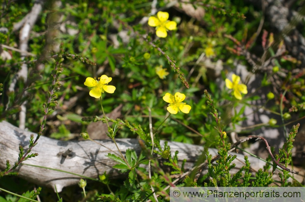 Potentilla erecta Aufrechtes Fingerkraut Blutwurz  Bloodroot Shepherds Knott 3.jpg