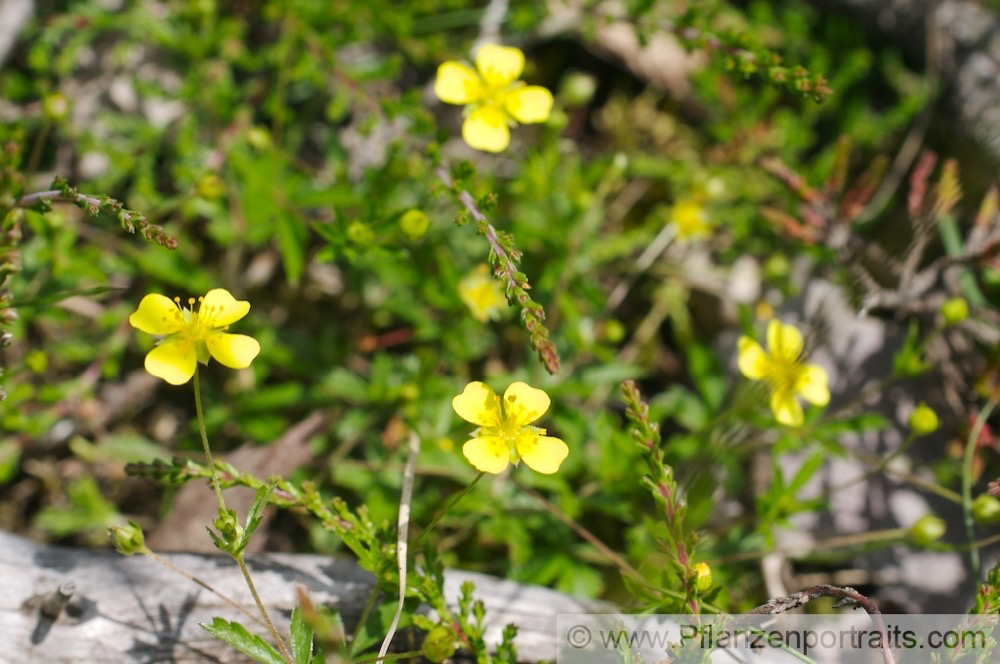 Potentilla erecta Aufrechtes Fingerkraut Blutwurz  Bloodroot Shepherds Knott.jpg