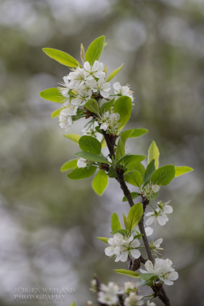 Prunus domestica subsp syriaca.jpg