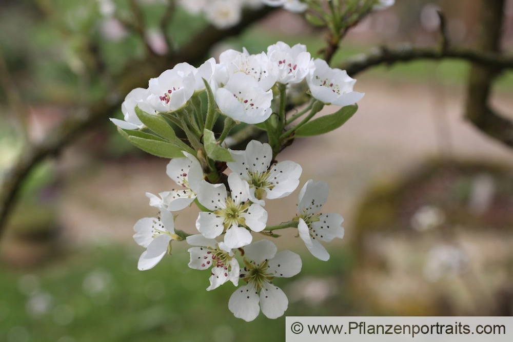 Pyrus communis Kultur-Birne European Pear 2.jpg