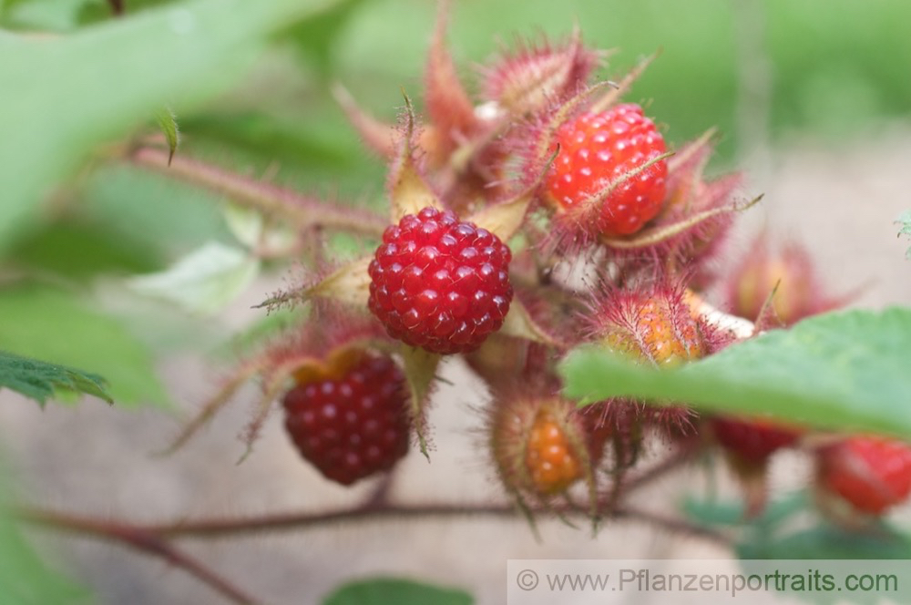 Rubus phoenicolasius Rotborstige Himbeere Wineberry.jpg