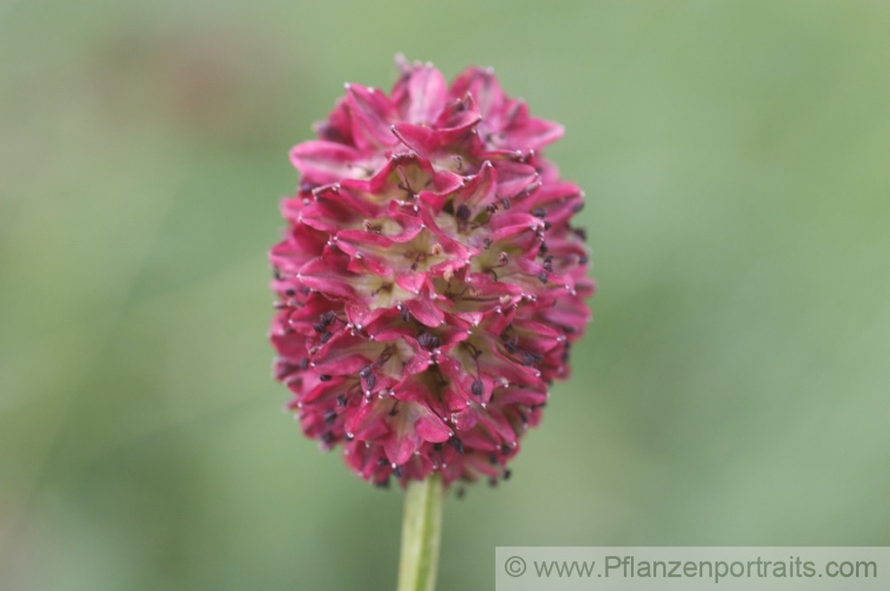 Sanguisorba officinalis Grosser Wiesenknopf Great Burnet 2.jpg