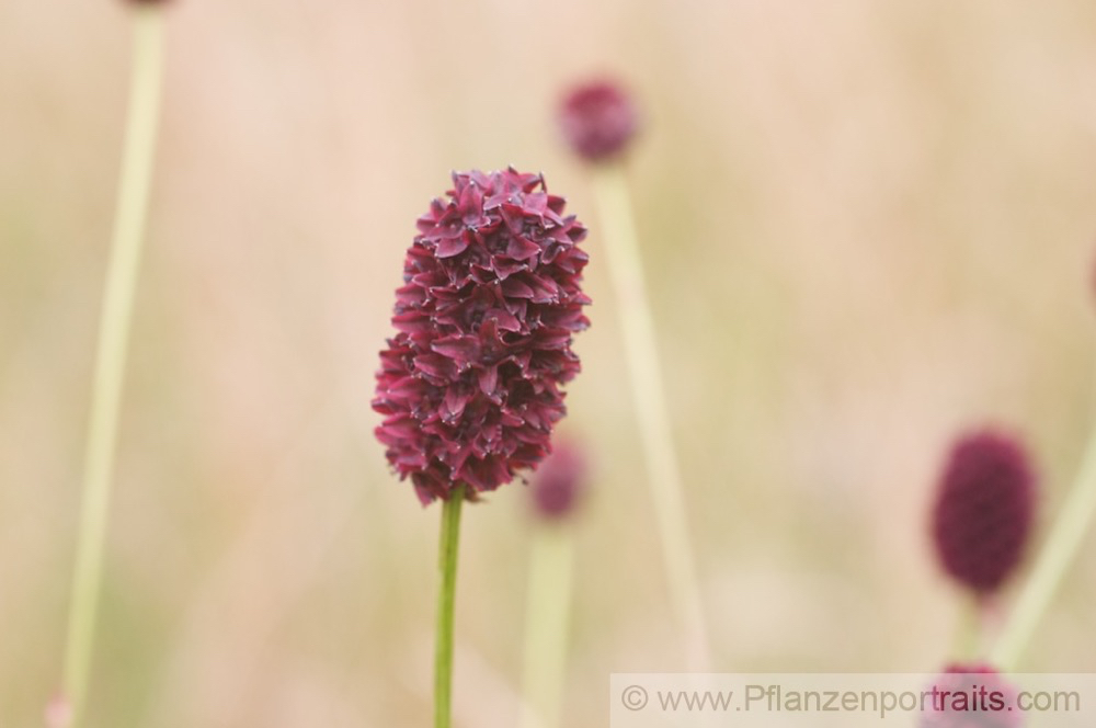 Sanguisorba officinalis Grosser Wiesenknopf Great Burnet.jpg