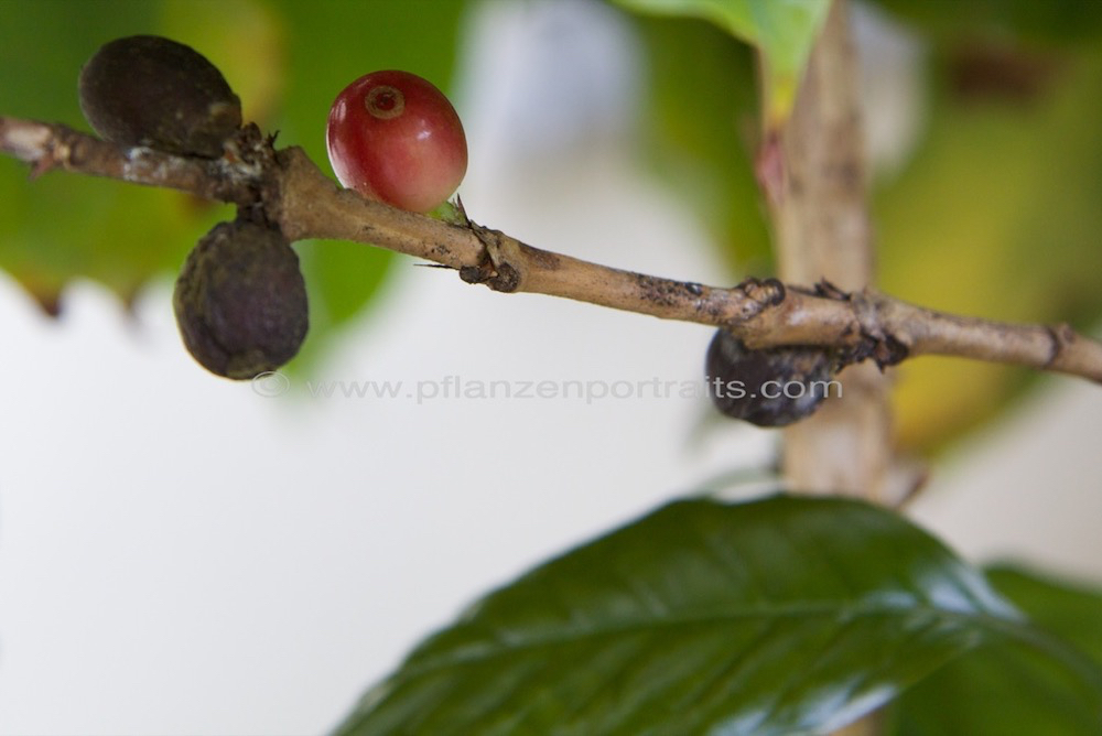 Coffea arabica Kaffeestrauch Coffee 2.jpg