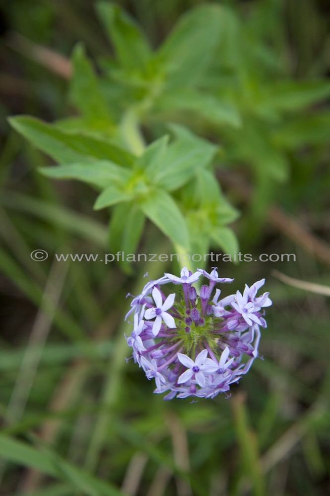 Pentanisia prunelloides Broad Leaved Pentanisia 2.jpg