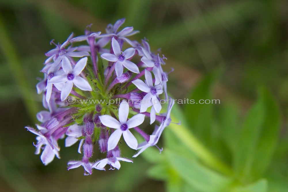 Pentanisia prunelloides Broad Leaved Pentanisia.jpg